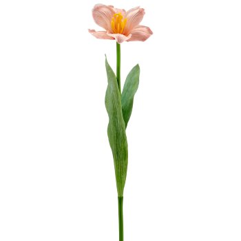 Tulpe x1 geklappt, 49cm, apricot