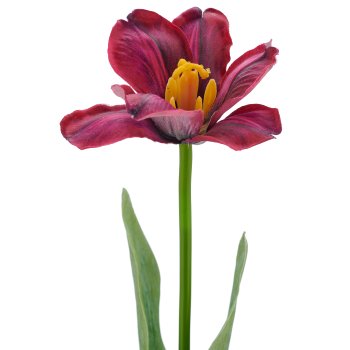 Tulpe x1 geklappt, 49cm, lila