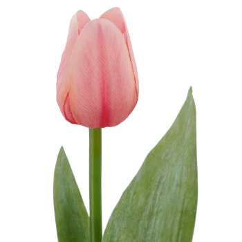 Tulip x1, 35cm, pale pink