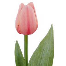 Tulip x1, 35cm, pale pink