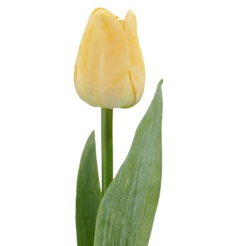Tulpe x1, 35cm, gelb