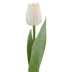 Tulpe x1, 35cm, weiß