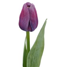 Tulpe x1, 35cm, lila