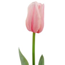 Tulpe x1, 50cm, rosa