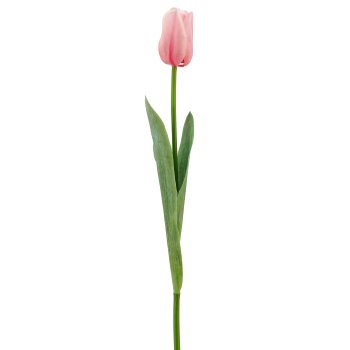 Tulpe x1, 50cm, rosa