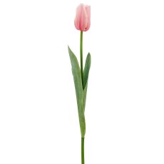 Tulpe x1, 50cm, rosa