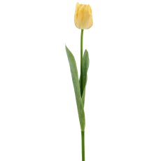 Tulpe x1, 50cm, gelb
