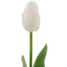 Tulpe x1, 50cm, weiß