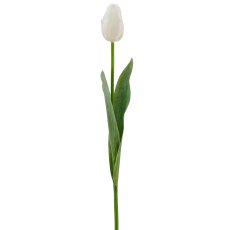 Tulpe x1, 50cm, weiß