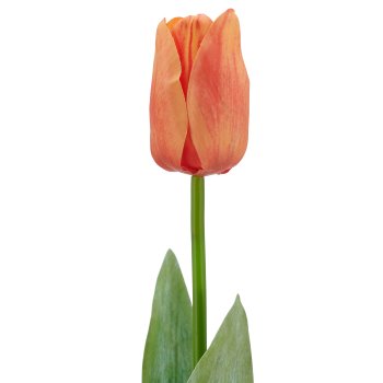 Tulpe x1, 50cm, orange