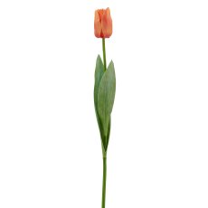 Tulpe x1, 50cm, orange