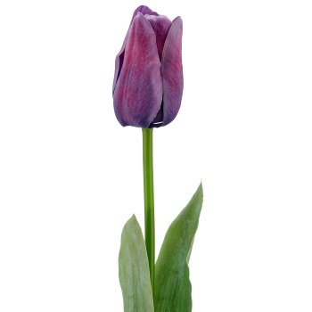 Tulpe x1, 50cm, lila