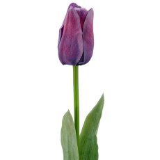 Tulpe x1, 50cm, lila