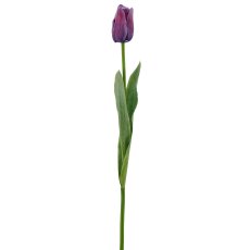 Tulpe x1, 50cm, lila