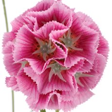Scabiose x3, 75cm, rosa