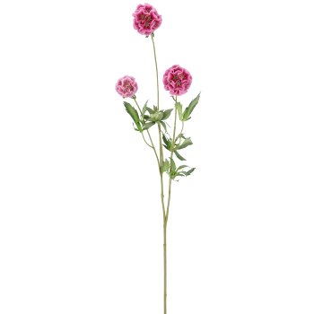 Scabiose x3, 75cm, rosa