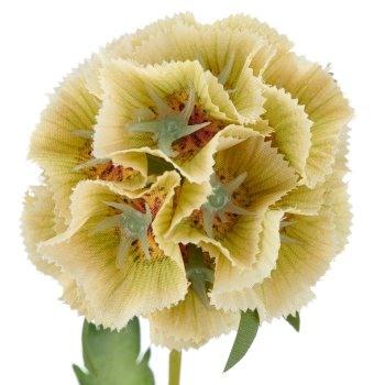 Scabiosa x3, 75cm, green