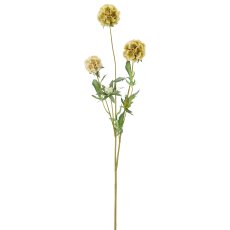 Scabiose x3, 75cm, grün