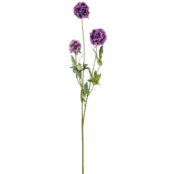 Scabiose x3, 75cm, lila