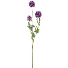 Scabiose x3, 75cm, lila