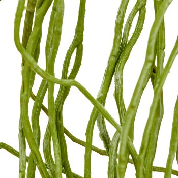 Orchid root, 125cm, green