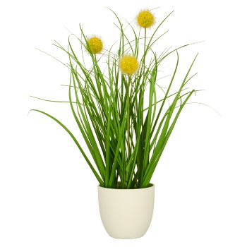 Grass mixed x3, elongated with yellow flowers, ca. 30cm, green, in white plastic pot