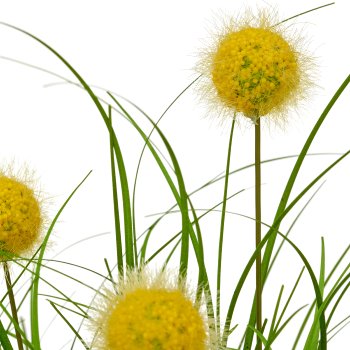 Grass mixed x3, elongated with yellow flowers, ca. 30cm, green, in white plastic pot