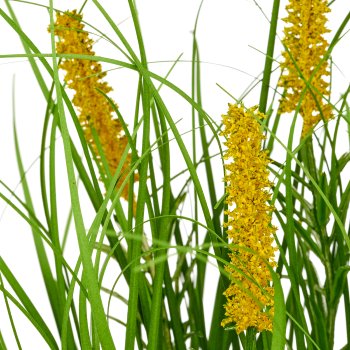 Grass mixed x3, elongated with yellow flowers, ca. 30cm, green, in white plastic pot