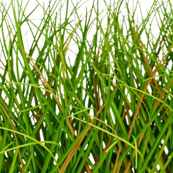 Gras, länglich, 30x5,5x20cm, grün