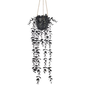 Eucalyptus pendant, 52cm, schwarz, in black plastic pot 9.5x9.5x9cm