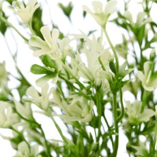 Wachsblumenbusch x5, 36cm, weiß