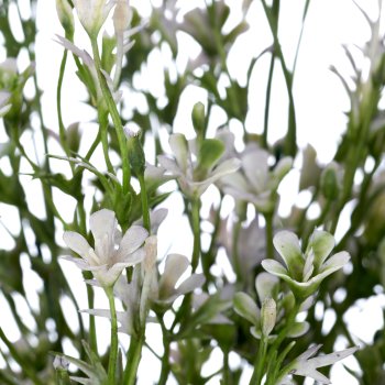 Wachsblumenbusch x5, 36cm, hellblau