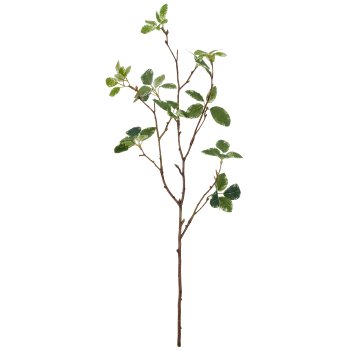 Pittosporumzweig, 60cm, grün