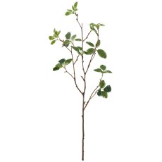 Pittosporumzweig, 60cm, grün
