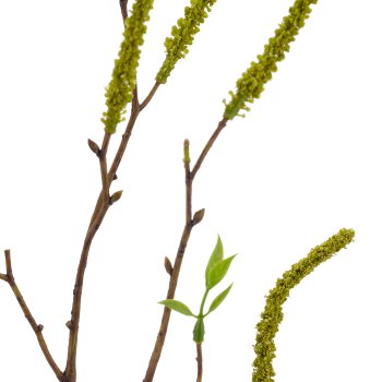 Birkenzweig, 64cm, grün