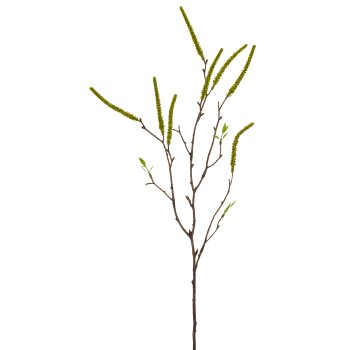 Birkenzweig, 64cm, grün