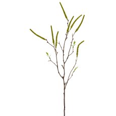 Birkenzweig, 64cm, grün