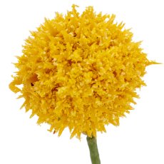 Graspediazweig x5, 71cm, gelb