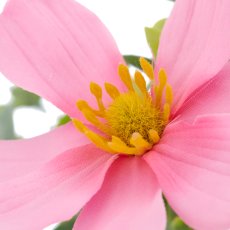 Cosmeamixstrauß x4, 55cm, rosa
