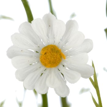 Kamillenzweig, 50cm, weiß