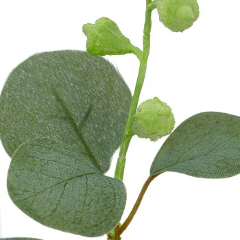Eucalyptus branch, 48cm, green