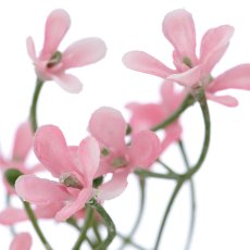 Sommerschleierkraut, 69cm, rosa