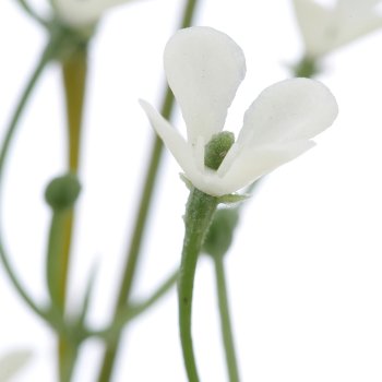 Summer gypsophila, 69cm, white