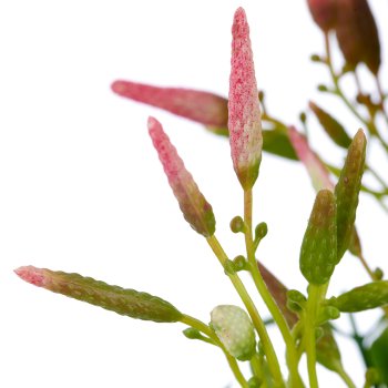 Jasmine branch, 70cm, pale pink