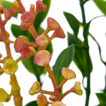 Mixstrauß mit Phytolacca x3, 52cm, grün