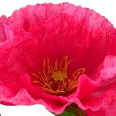 Mohn x2, 69cm, pink