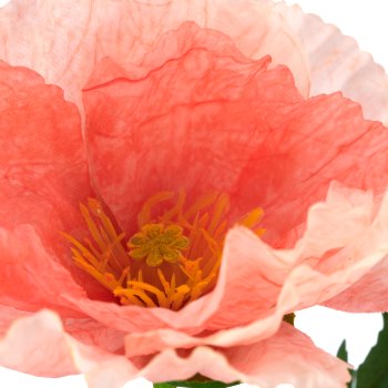 Mohn x2, 69cm, apricot