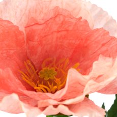 Mohn x2, 69cm, apricot