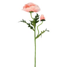 Mohn x2, 69cm, apricot