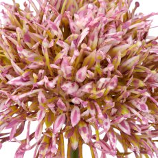 Allium, 45cm, rosa